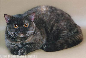 британские кошки тэбби, пятно, пятнистые