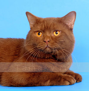 британский короткошерстный кот циннамоновый