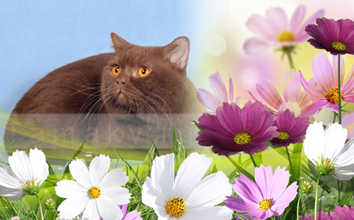 британский кот окраса циннамон вязки кошек