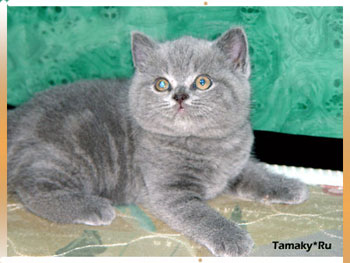 голубого окраса британский котенок 