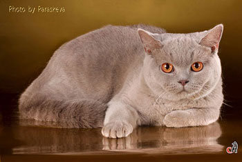 кошка короткошерстная британская лиловая 
