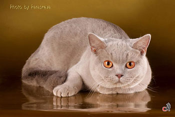 британская лиловая кошка 