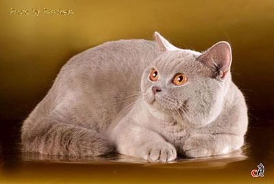 кошка британская короткошерстная лиловая