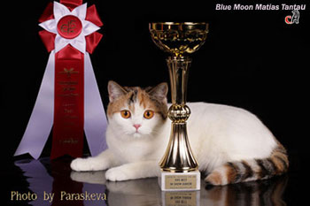  кошка британская чемпион 