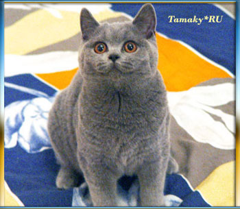 британская кошка голубого окраса  из Англии производительница питомника TAMAKY*RU в москве фото