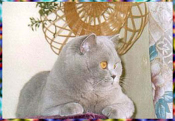  лиловая британская кошка