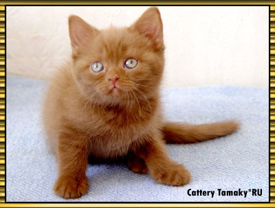 циннамоновый кот,  окрас циннамон котенок, мальчик, cinnamon male   