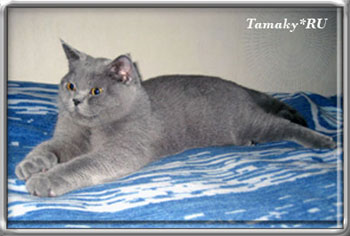голубой британский кот с плюшевой короткой шерстью 