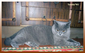 голубой британский короткошерстный кот ARSEN из питомника TAMAKY*RU 