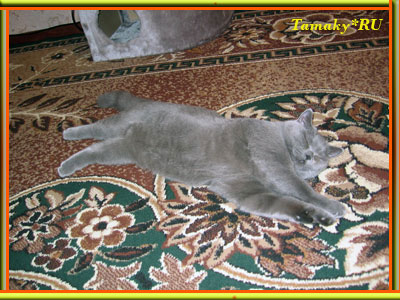 голубой британский короткошерстный кот AGUSTIN из питомника TAMAKY*RU 