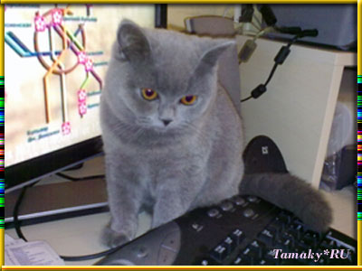  британский котенок по кличке  Анаис с плюшевой шерсткой. 
