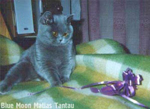 голубая британская короткошерстная кошка CLEOPATRA  Blue Moon Matias Tantau 