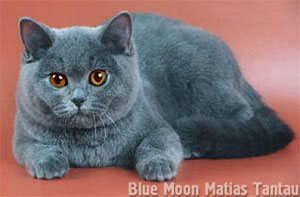 голубая  кошка  породы британская короткошерстная ELMIRA питомник британских короткошерстных кошек Blue Moon Matias Tantau  