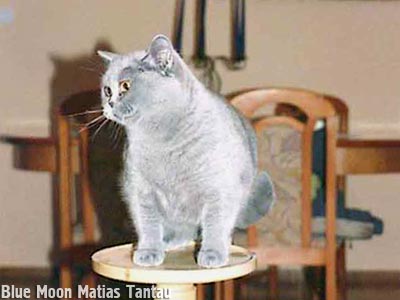 голубая британская кошка EMILI   Blue Moon Matias Tantau, порода кошек британская короткошерстная, фото кошек 