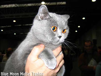 голубая британская короткошерстная кошка EMILI   Blue Moon Matias Tantau 