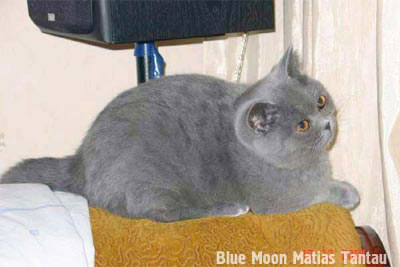 фото кошки, голубая британская короткошерстная кошка GLEDIS Blue Moon Matias Tantau 