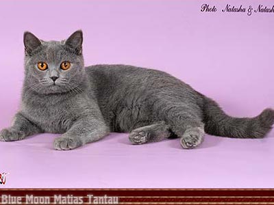 кошка породы британская короткошерстная MELINA  Blue Moon Matias Tantau 