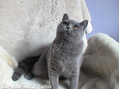 голубая британская короткошерстная кошка MIRACLE Blue Moon Matias Tantau, 