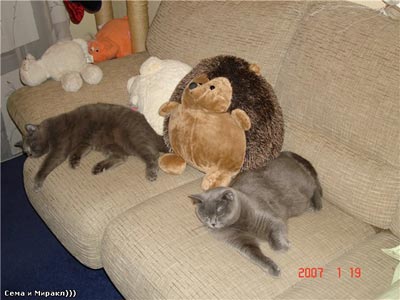 голубая кошка породы британская короткошерстная Миракл и ее сыночек голубой британский кот Сема, кошки спят