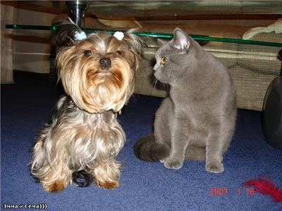 голубой британский кот Сема и собачка Эмма породы йоркширский терьер большие друзья