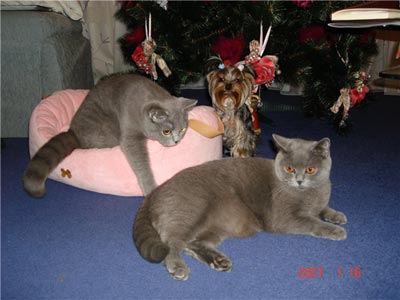дружба на троих: голубая британская кошка Миракл, британский голубой кот Сема и собачка- девочка йорширский терьер Эмма