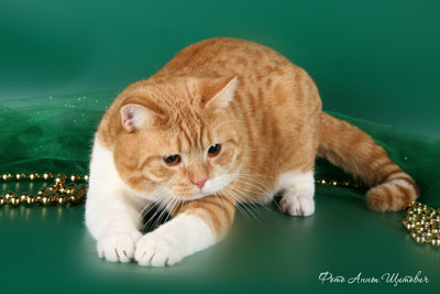 Кот британской породы окраса красный биколор пятно. На фото 1,2 года.