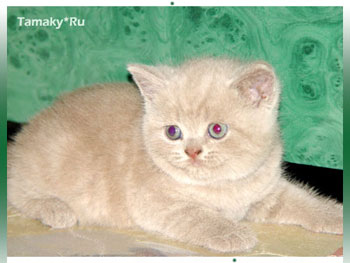 кошка короткошерстная британская лиловая 