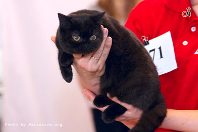 Черная британская кошка NEROLY TAMAKY*RU со стюардом Юлей на бесте.