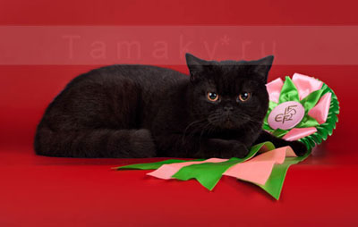Черная британская кошка NEROLY TAMAKY*RU show