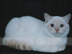 британский кот красный колорпойнт, red point