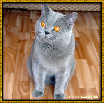 бртанская голубая кошка, выставки кошек, шоу