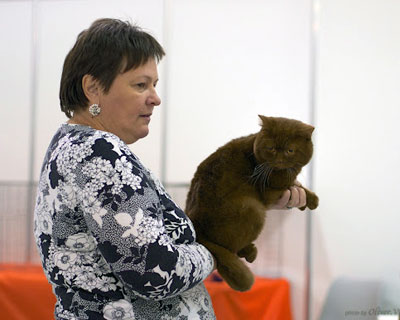 британский кот окраса циннамон Бентли на стравнении 