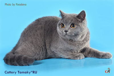 Фото голубой британской кошки  PRERIAY TAMAKY*RU На фото 4,5 мес.