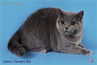 наша голубая британская кошекчка PRERIAY Tamaky*RU 3-4 декабря 2011г. частвовала на выставке кошек Гран-При Роял Канин 2011г. в Москве