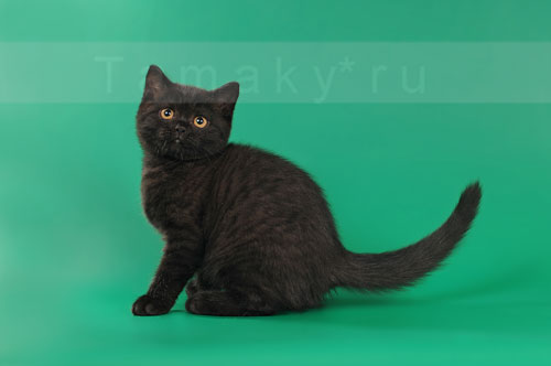 британская  кошка черного окраса. черная британская 