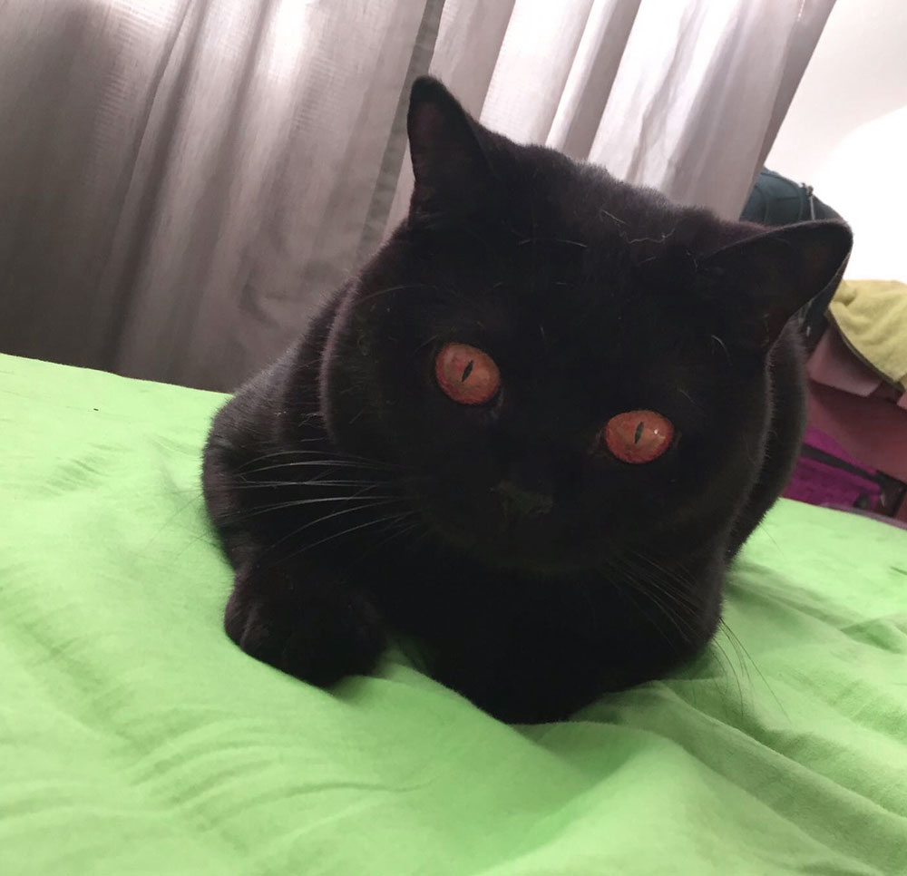 Черный британский кот