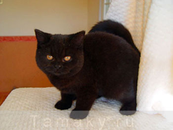 питомник кошек, британская черная кошка