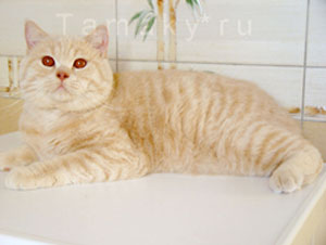 британские кошки кремовые, crem, cattery питомник