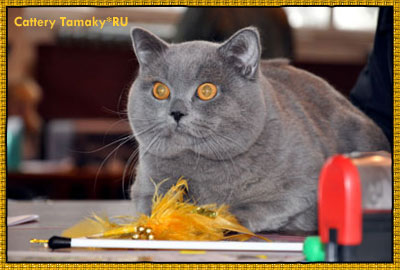 британский голубой кот ARSEN Tamaky*RU из питомника TAMAKY*RU фото с выставки в городе Новороссийске