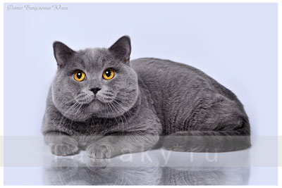 британская короткошерстная порода кошек. фото голубого британца Арсена.