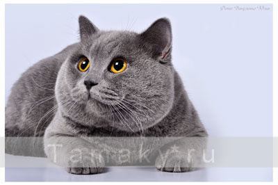фото голубого британского кота