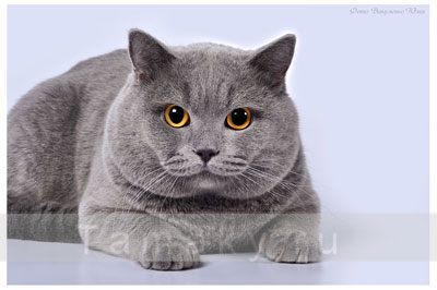 британский голубой кот из питомника TAMAKY*RU Москва