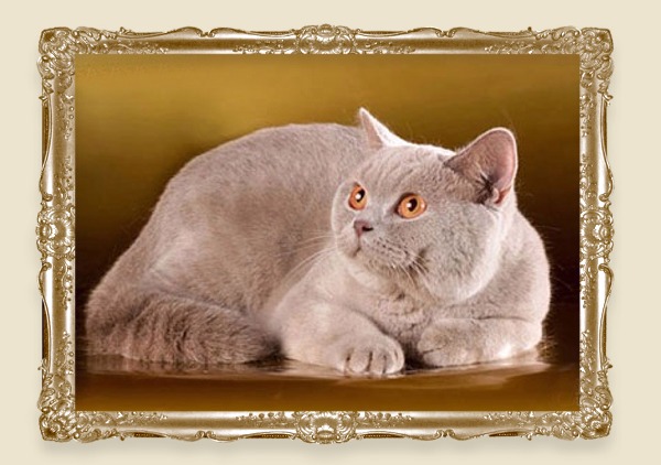 лиловая британская! кошка носитель гена циннамон