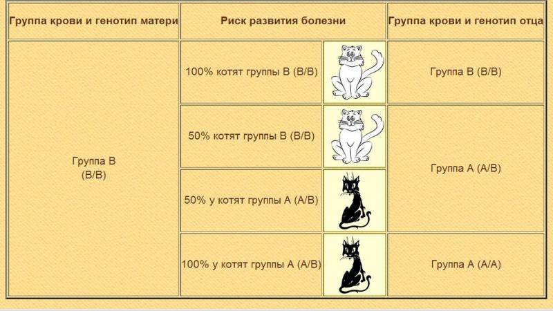 Несовместимость групп крови у кошек