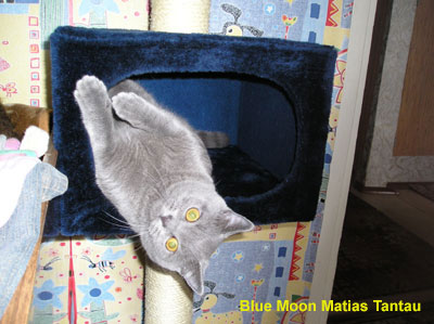 фото голубой британский короткошерстный кот V-CHERCHILE из питомника Blue Moon Matias Tantau 