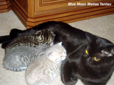 фото кошки британской породы кошек, черная британская кошка VANESSA Blue Moon Matias Tantau 