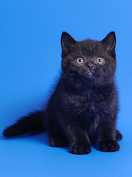 черные котята британских кошек продажа из питомника TAMAKY*RU в г. Москве